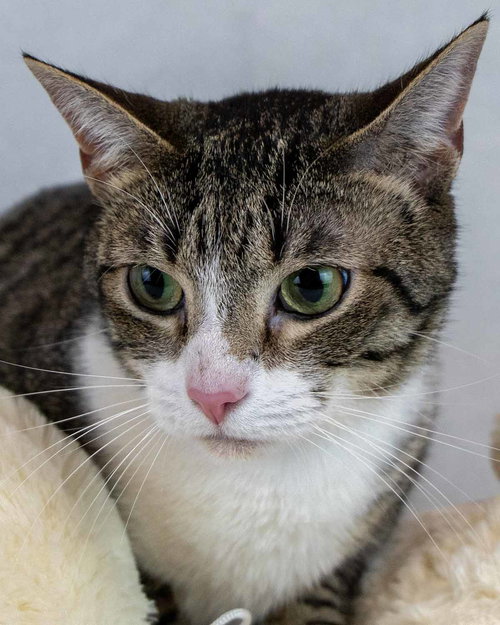 picture of the cat needing adoption