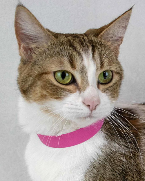 picture of the cat needing adoption