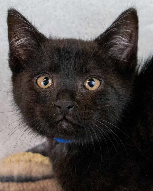 picture of the cat needing adoption