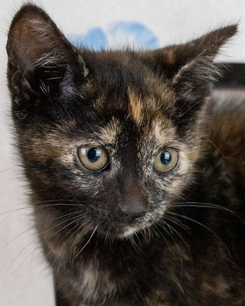 picture of the cat needing adoption