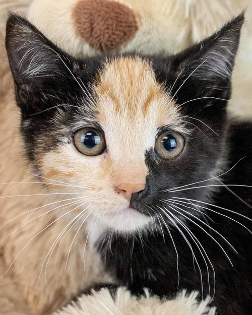picture of the cat needing adoption