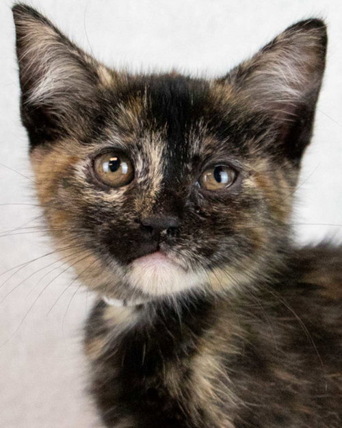 picture of the cat needing adoption