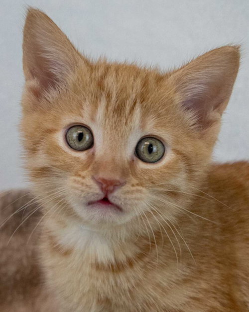 picture of the cat needing adoption