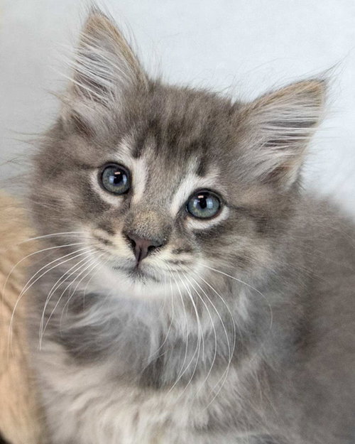 picture of the cat needing adoption