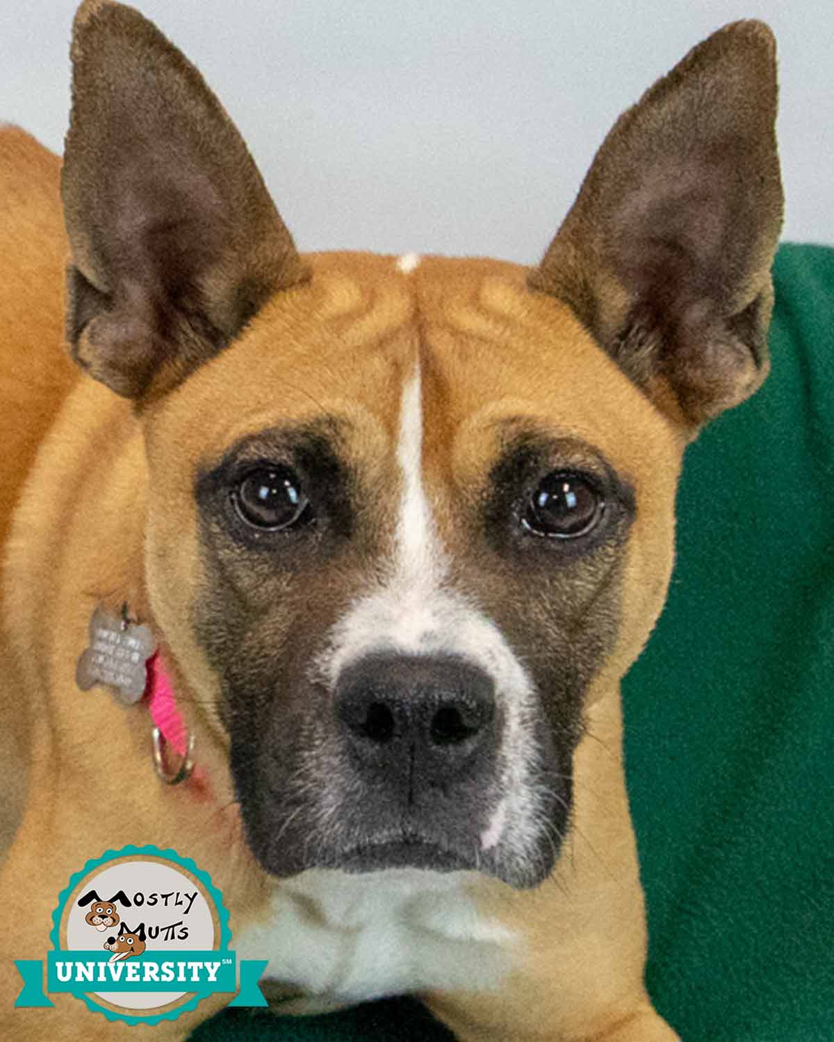 Adina - Terrier