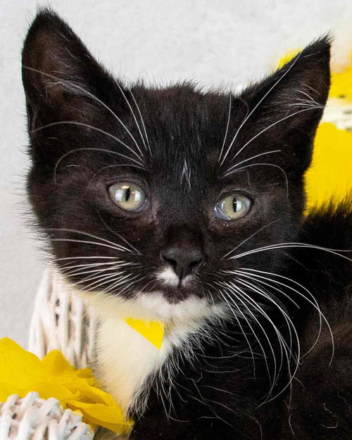 Cherry, Baby Domestic Short Hair / Tuxedo / Mixed, cat for adoption in Marietta, Georgia