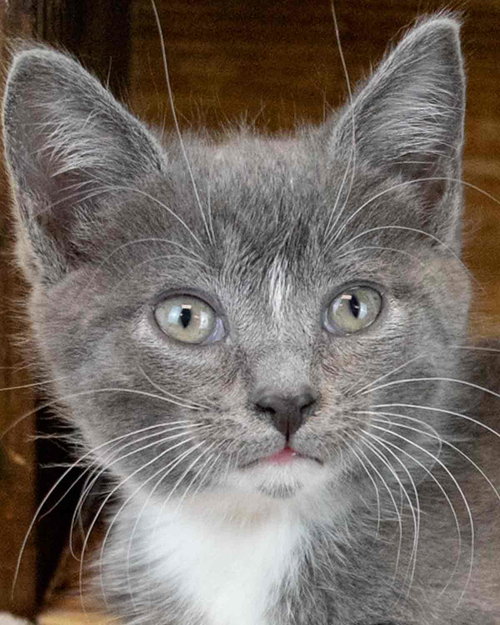Daffodil, Baby Domestic Short Hair, cat for adoption in Marietta, Georgia