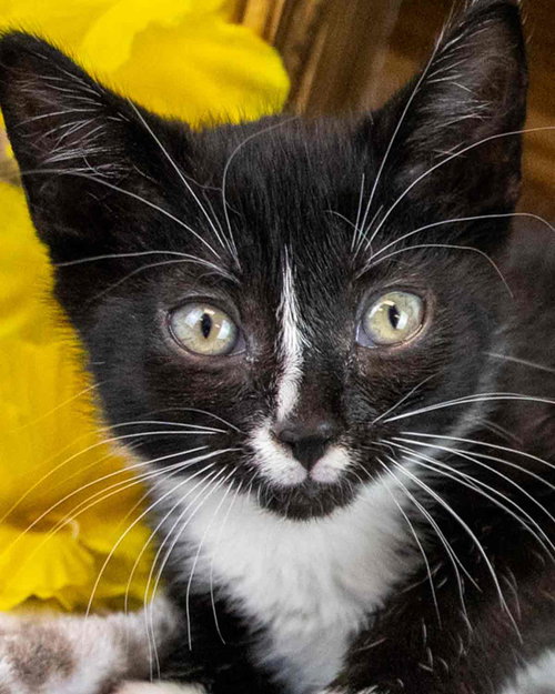 Hyacinth, Baby Domestic Short Hair / Tuxedo / Mixed, cat for adoption in Marietta, Georgia