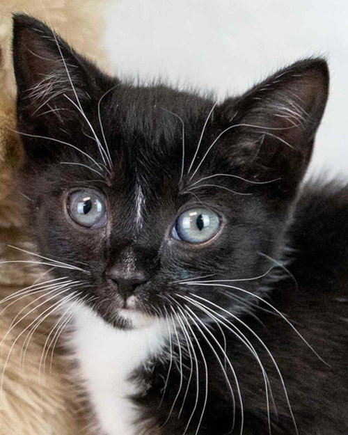Lilac, Baby Domestic Short Hair / Tuxedo / Mixed, cat for adoption in Marietta, Georgia