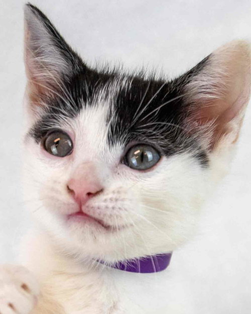 Tulip, Baby Domestic Short Hair, cat for adoption in Marietta, Georgia