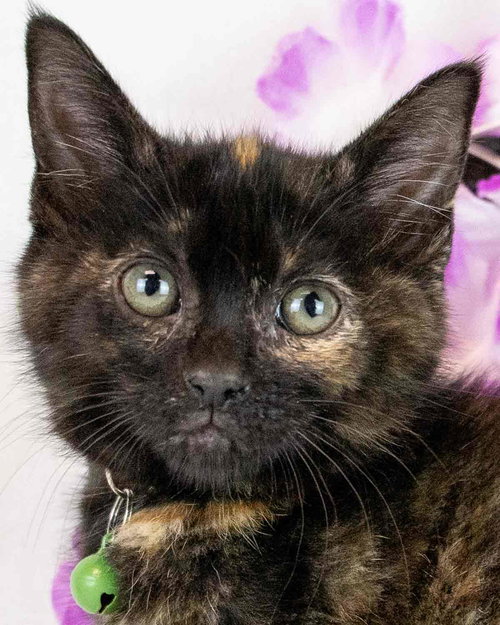 Madelyn, Baby Domestic Short Hair / Tortoiseshell / Mixed, cat for adoption in Marietta, Georgia