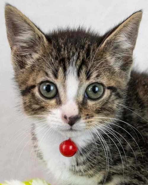 Malik, Baby Domestic Short Hair / Tabby / Mixed, cat for adoption in Marietta, Georgia