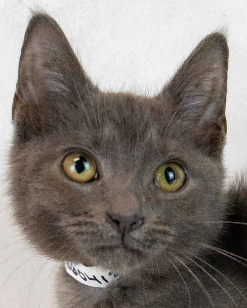Moonlight, Baby Domestic Short Hair, cat for adoption in Marietta, Georgia