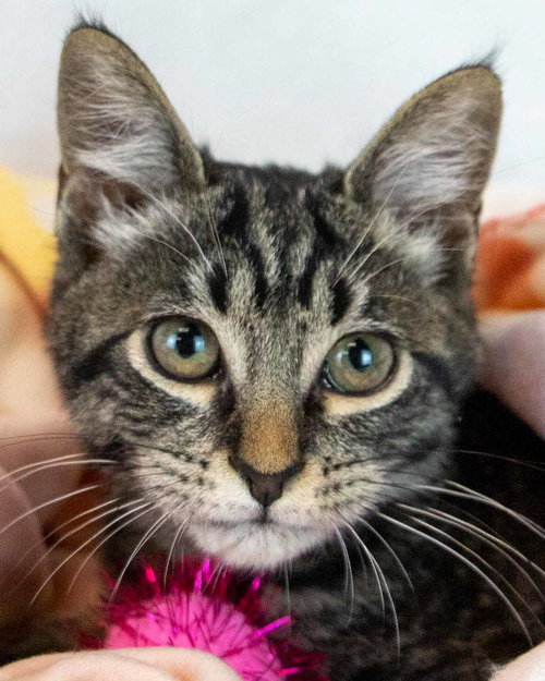 Stardust, Baby Domestic Short Hair / Tabby / Mixed, cat for adoption in Marietta, Georgia
