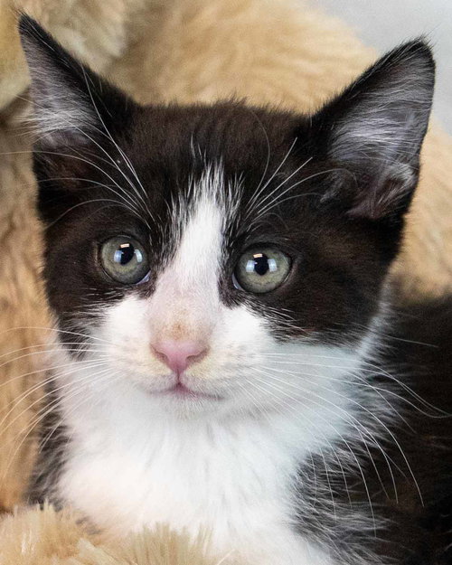 Bozo, Baby Domestic Short Hair, cat for adoption in Marietta, Georgia