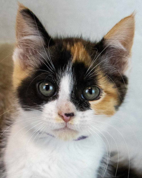 Clarabelle, Baby Domestic Short Hair / Calico / Mixed, cat for adoption in Marietta, Georgia