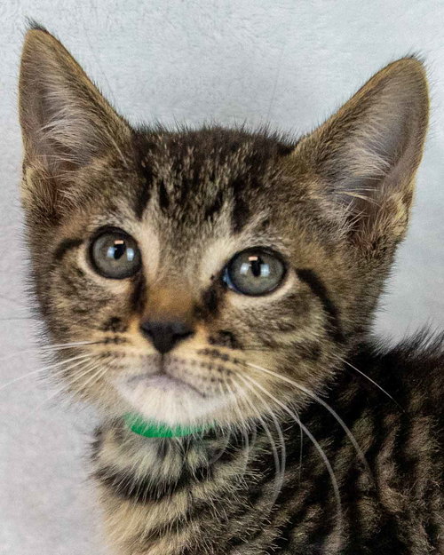 Joker, Baby Domestic Short Hair / Tabby / Mixed, cat for adoption in Marietta, Georgia