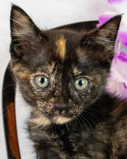 Pennywise, Baby Domestic Short Hair / Tortoiseshell / Mixed, cat for adoption in Marietta, Georgia