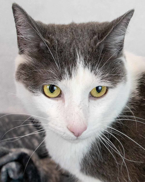 Iceman, Adult Domestic Short Hair, cat for adoption in Marietta, Georgia