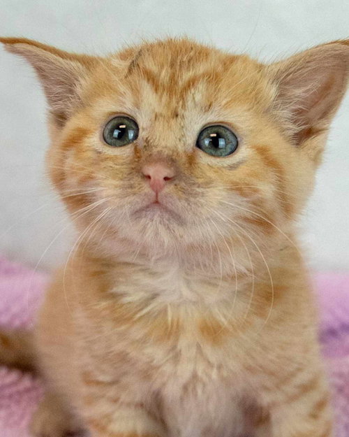 Lauderdale, Baby Domestic Short Hair / Tabby / Mixed, cat for adoption in Peachtree Corners, Georgia