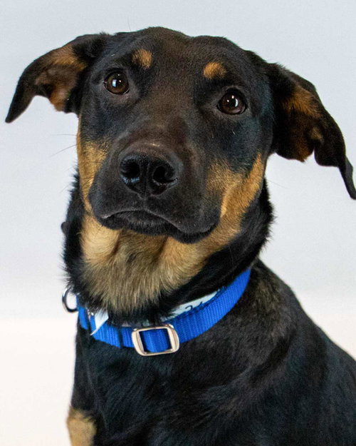 Colt, an adoptable Hound in Kennesaw, GA