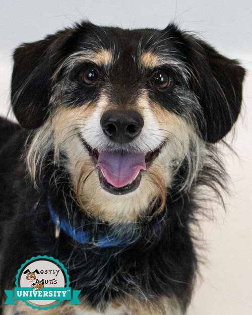 Orion, an adoptable Terrier in Kennesaw, GA