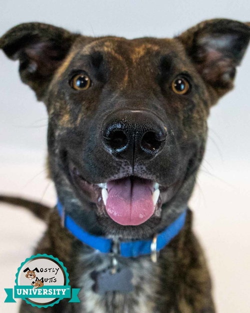 Marshall, an adoptable Shepherd in Kennesaw, GA
