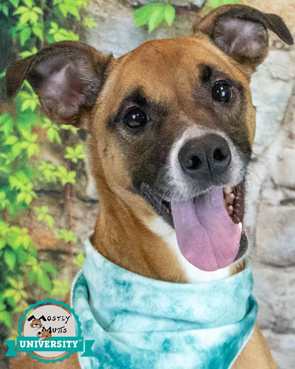 Nora - Boxer