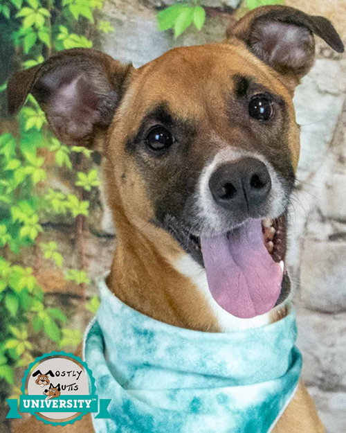 Nora, an adoptable Boxer in Kennesaw, GA