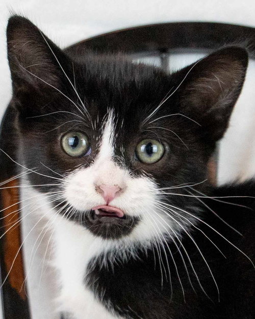 Groucho, an adoptable Domestic Short Hair in Kennesaw, GA