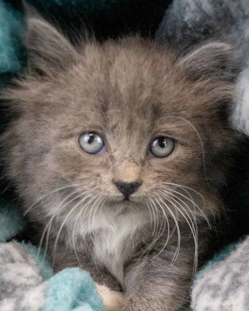 Carole, an adoptable Domestic Medium Hair in Kennesaw, GA