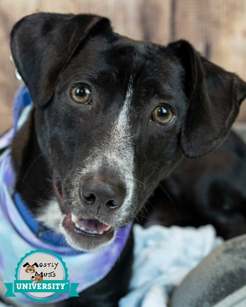 Mateo, an adoptable Dachshund in Kennesaw, GA