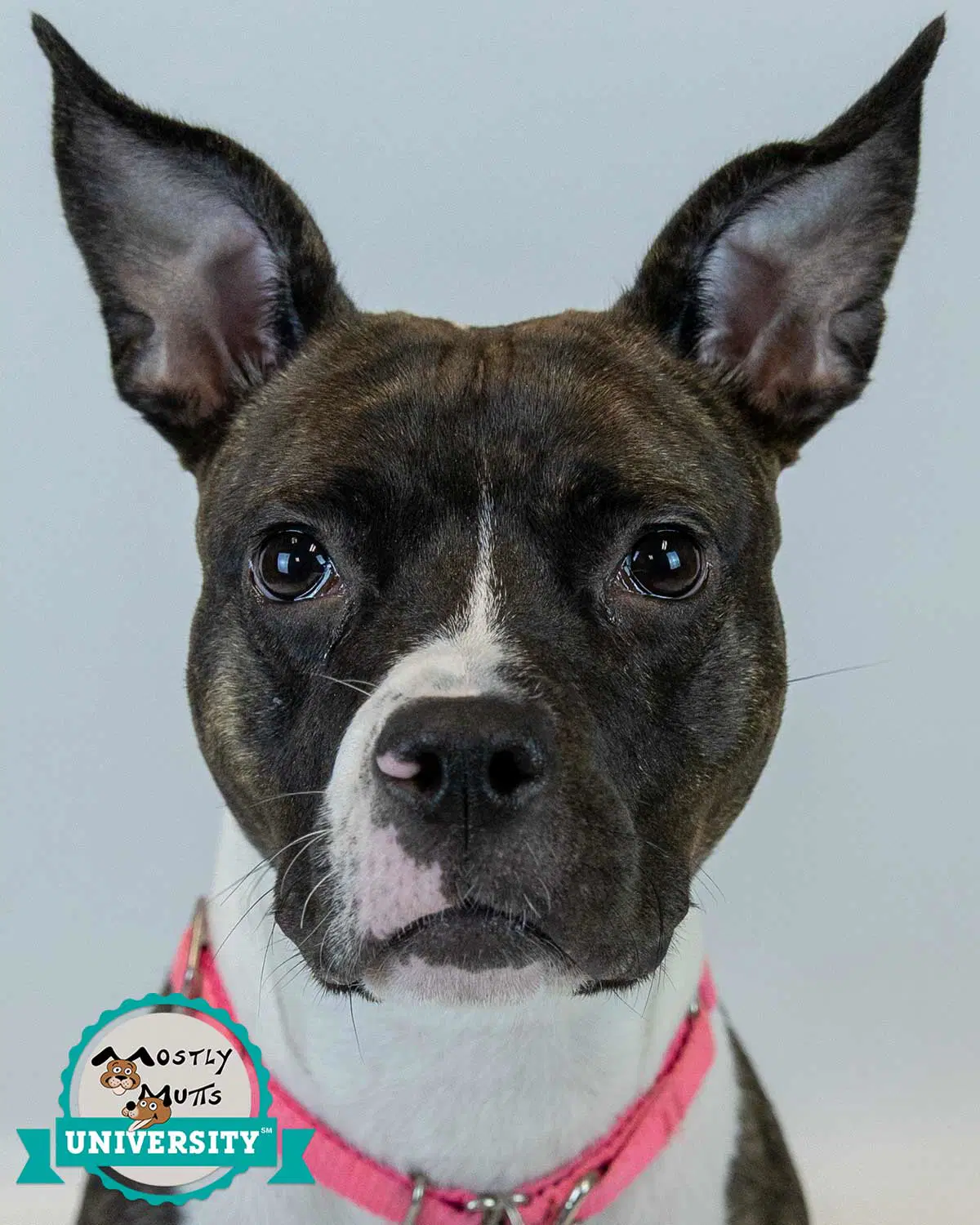Rockette - Boxer