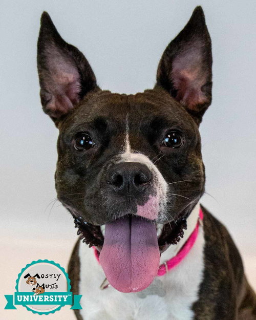 Rockette, Boxer / Bulldog / Mixed