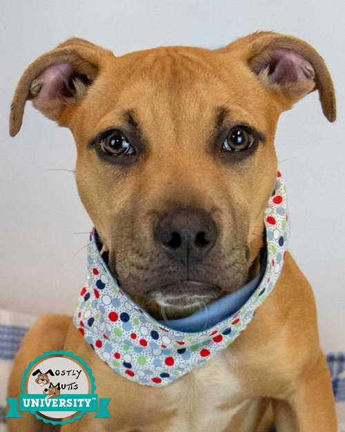 Murphy, an adoptable Boxer in Kennesaw, GA