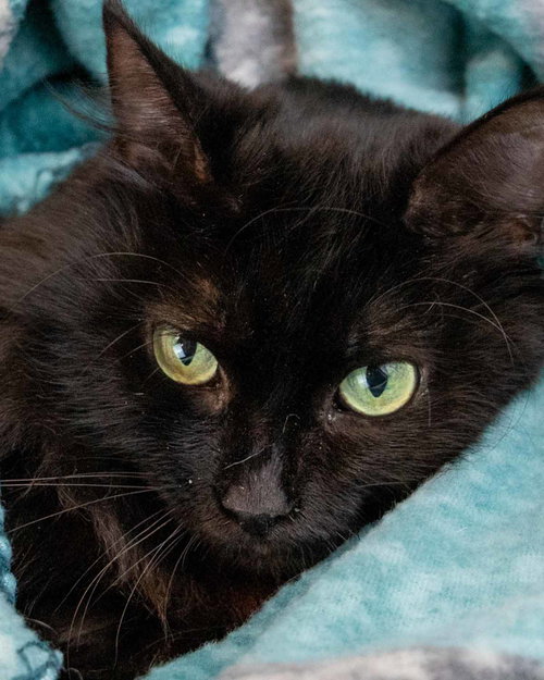 Gaia, an adoptable Domestic Medium Hair in Kennesaw, GA