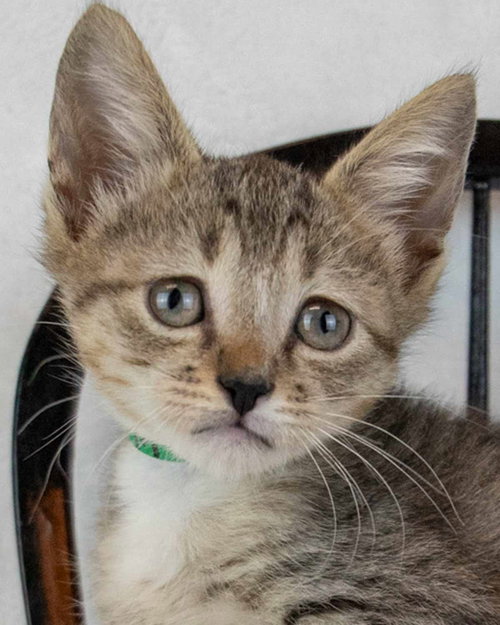 Downy, an adoptable Domestic Short Hair in Kennesaw, GA