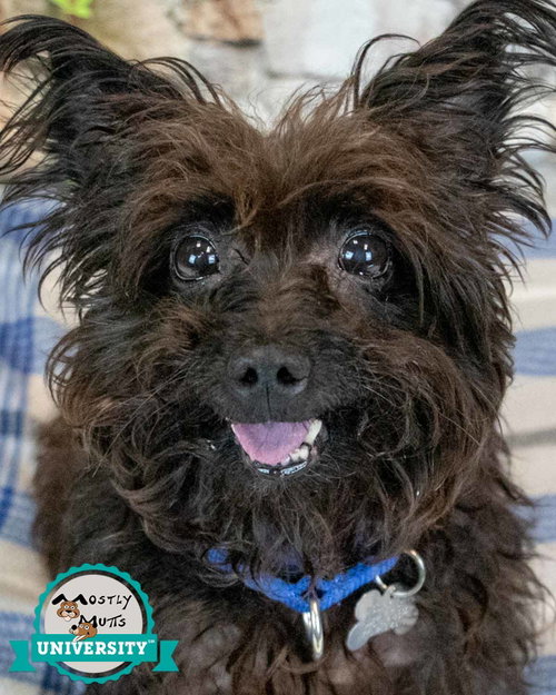 Sirius, an adoptable Yorkshire Terrier Yorkie in Kennesaw, GA