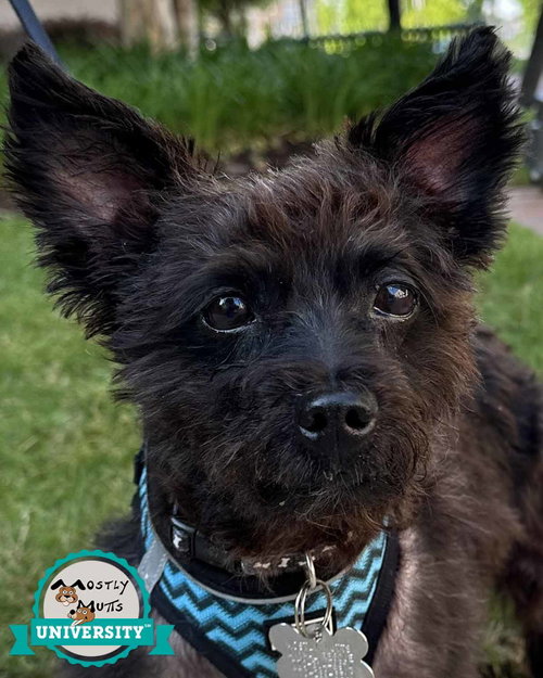 Sirius, an adoptable Yorkshire Terrier Yorkie in Kennesaw, GA