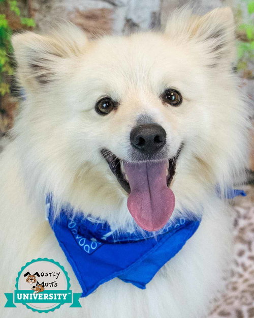 Thaddeus, an adoptable Pomeranian in Kennesaw, GA