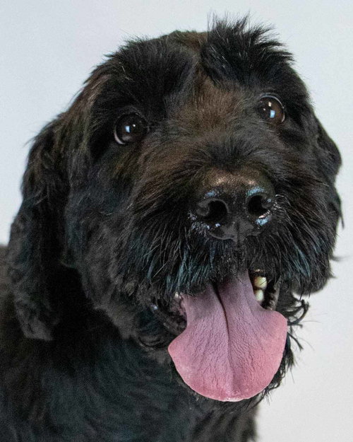Sabrina, an adoptable Poodle in Kennesaw, GA