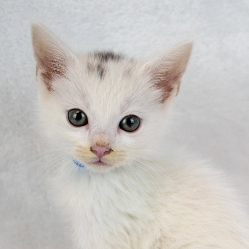 Stitches, an adoptable Domestic Short Hair in Kennesaw, GA