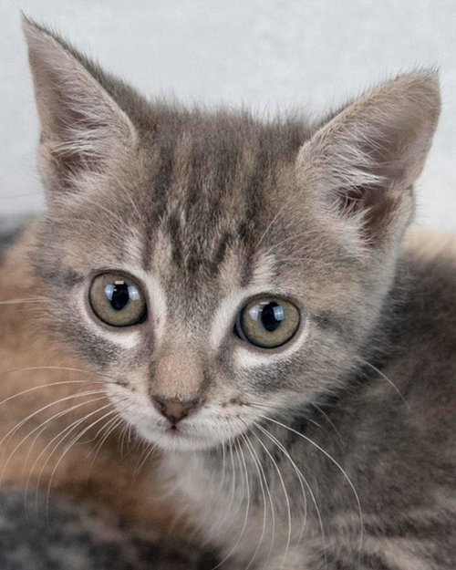 Neptune, an adoptable Domestic Short Hair in Kennesaw, GA