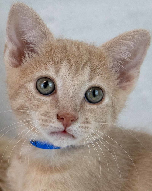 Karter, an adoptable Domestic Short Hair in Kennesaw, GA