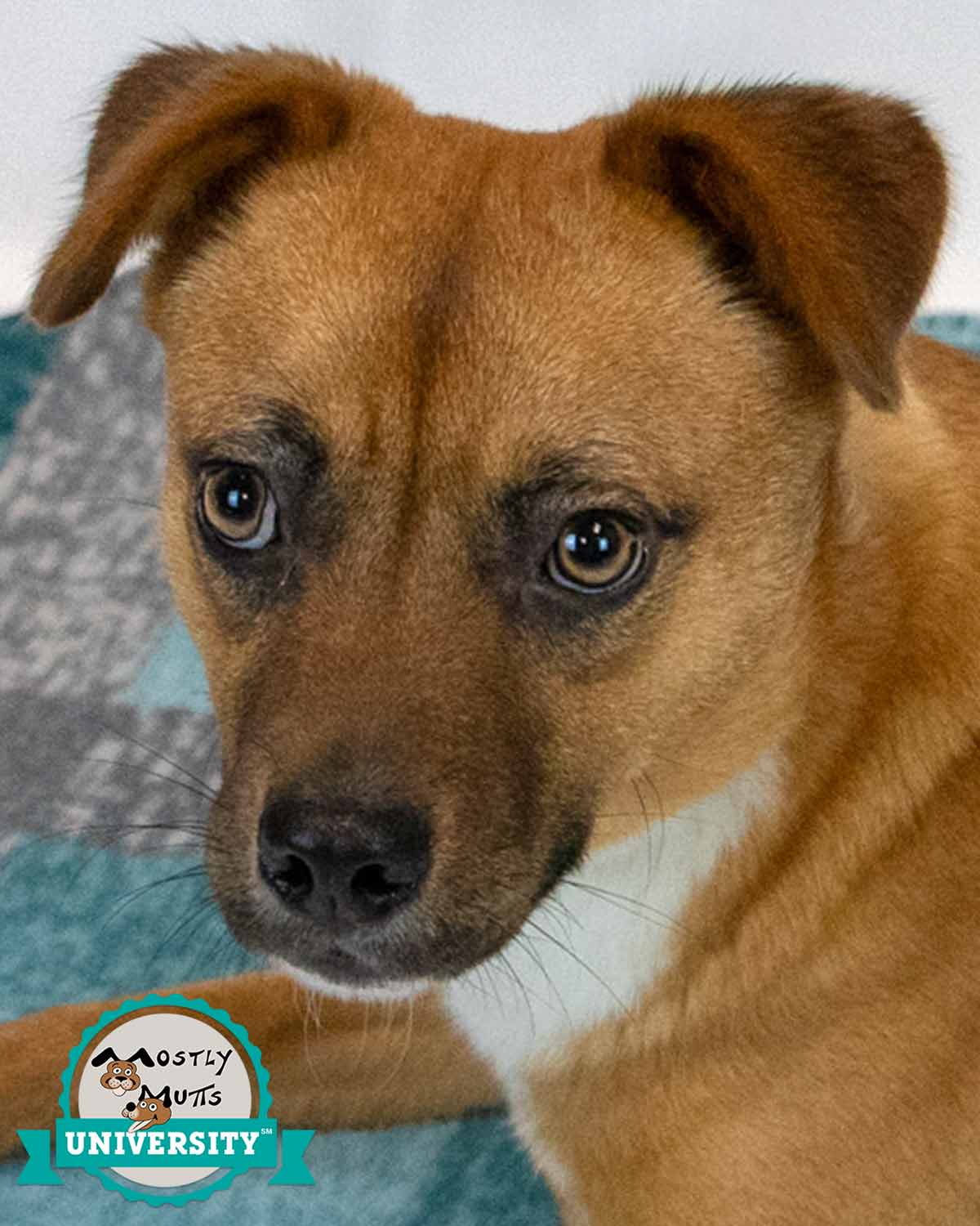 Weston - Terrier