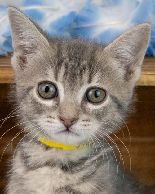 Jupiter, an adoptable Domestic Short Hair in Kennesaw, GA