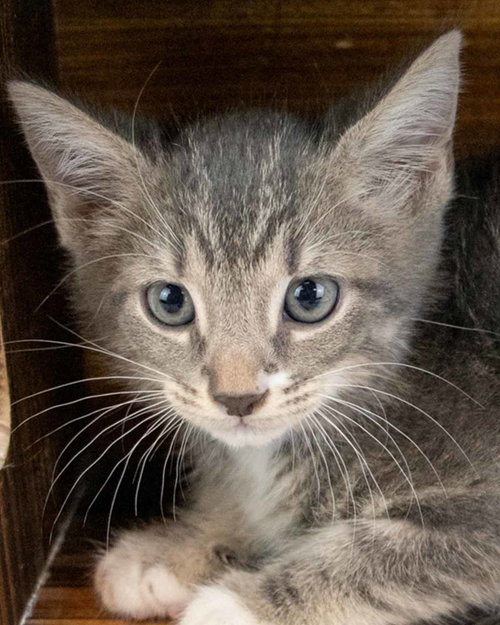 Cuban, an adoptable Domestic Short Hair in Kennesaw, GA