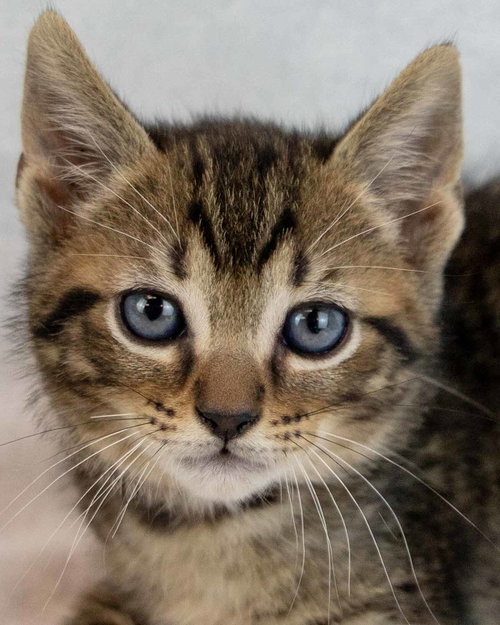 Reuben, an adoptable Domestic Short Hair in Kennesaw, GA