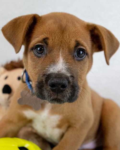 Biscoff, an adoptable Hound in Kennesaw, GA