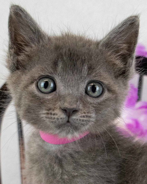 Carrot, an adoptable Domestic Short Hair in Kennesaw, GA